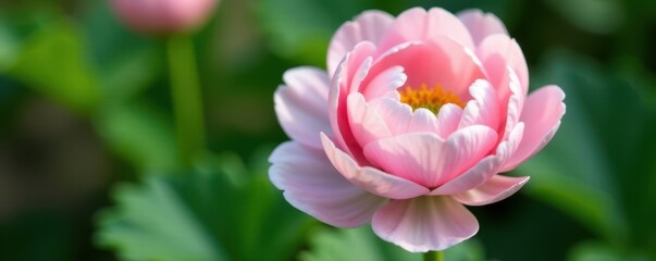 Obraz premium Close-up view of fully opened ranunculus, soft pink and white hues, green leaf background , plant, botanical
