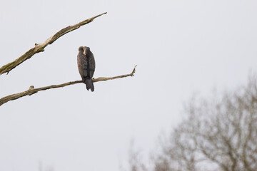 Cormorant in barren surroundings, cormorant with beak in plumage, large black bird on a bare branch, gray day in spring, leafless trees in the background, Phalacrocoracidae