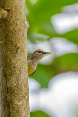 Sunbird 