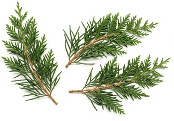Three sprigs of green arborvitae foliage are displayed on a white background