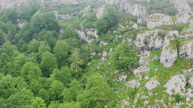 Beechwood forest covering rocky mountainside