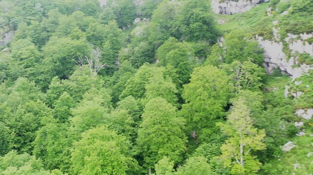 Beechwood forest covering mountainside in spring