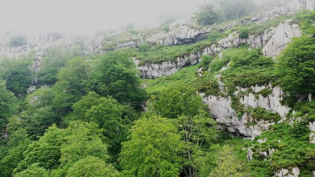 Fog rolling over beechwood forest and limestone cliffs