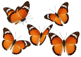 Obraz premium Five plain tiger butterflies with orange wings and black and white markings against a white background