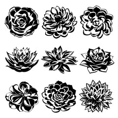 A collection of black and white succulents isolated on a white background. Desert and tropical thorny houseplants. Top view. 

