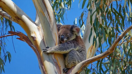 Koala sleeping in eucalyptus tree under bright midday sun Lazy posture, blue s