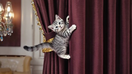 Kitten climbing up thick curtain with claws and playful face Mid action capture