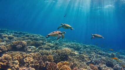 Sea turtles swimming through coral reef lit by sun rays from above Underwater