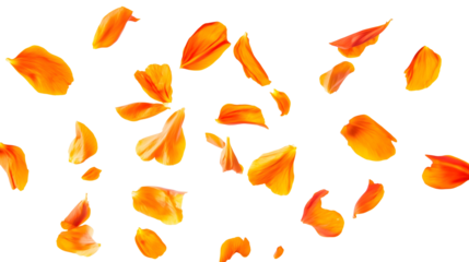 scattered orange rose petals isolated png transparent cutout