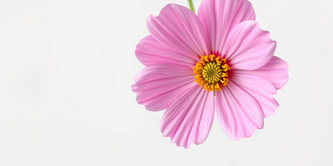 Obraz premium a single pink cosmos flower against a plain white background