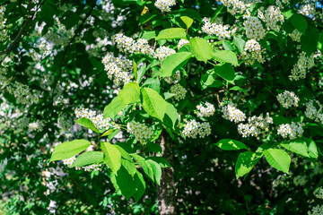  White fragrant bird cherry in the city park.