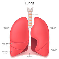 Lungs anatomy. Right lung and Left lung. Human respiratory system.