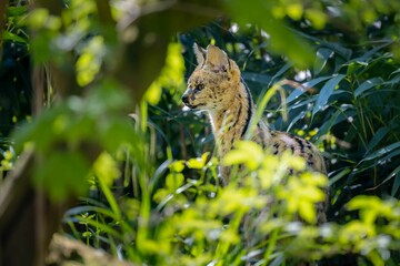 Fototapeta premium Serval cat in lush green foliage.