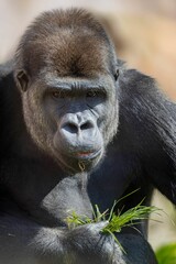 Fototapeta premium Close-up of a gorilla holding grass.