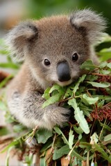 Fototapeta premium Adorable Koala Nestled in Eucalyptus - International Wild Koala Day