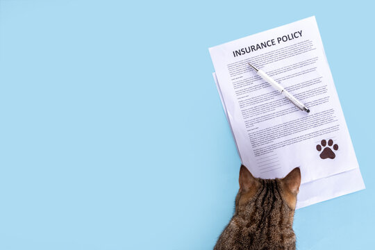 Pet health and life Insurance, medical coverage concept