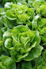 Obraz premium Fresh Green Lettuce CloseUp in Garden - Lettuce Month