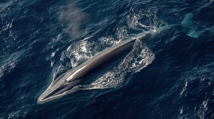 Obraz premium Aerial View: Fin Whale Breaching, Ocean Surface Disturbance