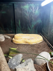 Albino Burmese Python Resting in Enclosure Habitat