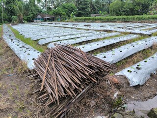 A farmer's cayenne pepper plantation in Sleman, Indonesia.