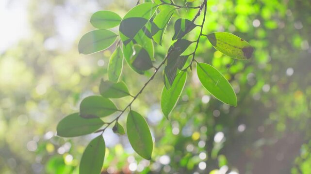 森の中で日光があたる枝葉