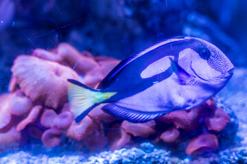 Blue Tang Fish Swimming Over Coral in Vibrant Aquarium