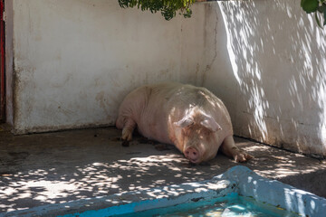 Farm Pig Cooling Off in Shade Near Water Pool