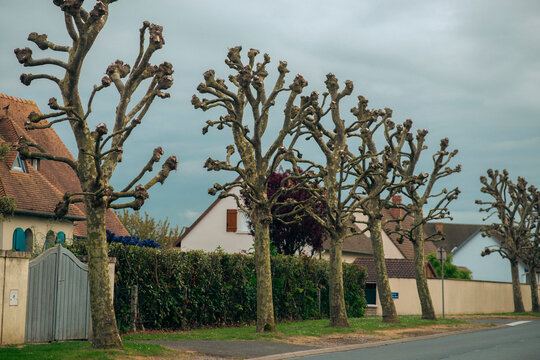 Pruned trees lining suburban street with houses under overcast sky