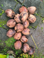 Coconuts that fall from trees are collected to be planted in the garden.