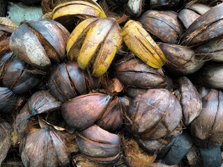 Fallen coconut shells are collected to be dried and used as fuel.