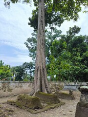 A large teak tree growing in an ancient grave somewhere in Bantul, Indonesia.