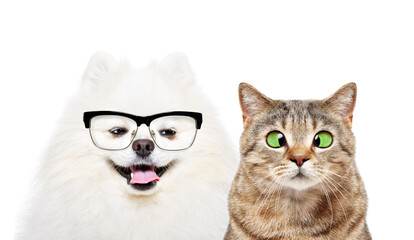 Portrait of a funny Pomeranian Spitz looking away wearing glasses and a cross-eyed Scottish Straight catisolated on a white background