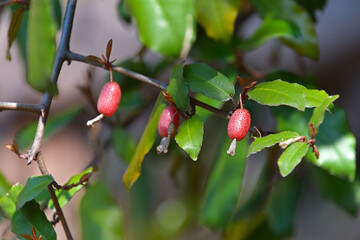 赤く色づいたナワシログミの果実