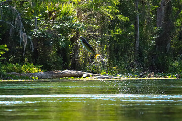 Jumping Leaping Mullet Fish Flying Free