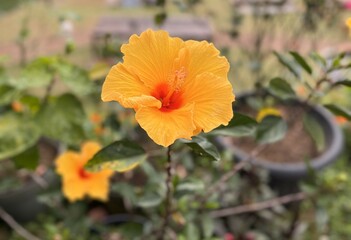 orange poppy flower