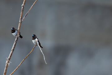 The beautiful two White rumped munia perched on a slender, leafless branch.  The background is blurred and well contrast with birds.