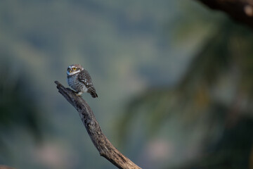 A charming spotted owlet with its distinctive white spotted grey brown plumage and bright yellow eyes perched attentively on a weathered branch against soft, overcast sky.