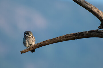 A charming spotted owlet with its distinctive white spotted grey brown plumage and bright yellow eyes perched attentively on a weathered branch against soft, overcast sky.