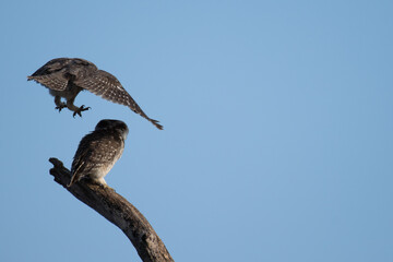 Two charming spotted owlets and one in flight mode try to making love and other one perched attentively on a weathered branch against soft, overcast sky.
