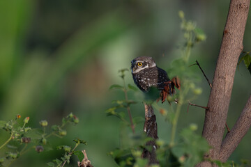 A charming spotted owlet with its distinctive white spotted grey brown plumage and bright yellow eyes perched attentively on a weathered branch against soft, lush green and pink flower background.