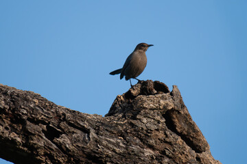 A striking shot of a Brown rock chat perched atop a rugged, lichen covered branch. The natural light highlights the substile variations in the birds tones and details, blue sky background.