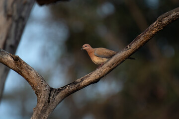 A close up shot of beautiful Laughing dove perched gracefully on a weathered branch. The blurred background of soft blues and greens accentuates the dove presence.
