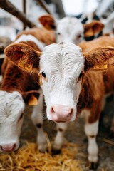 Curious Young Calves in Barn - National Veal Ban Action Day
