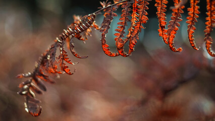 Macro de feuilles de fougère flétries