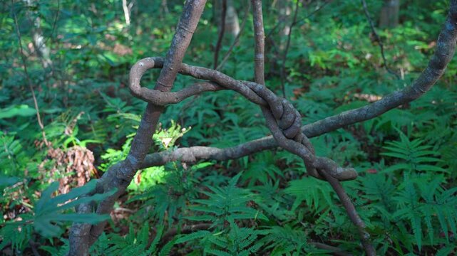 森の中に自生する蔓