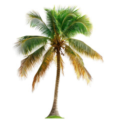 Vibrant tropical palm tree, full green fronds and a light brown trunk, in a bold, isolated image