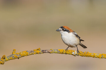 Woodchat Shrike (Lanius senator)