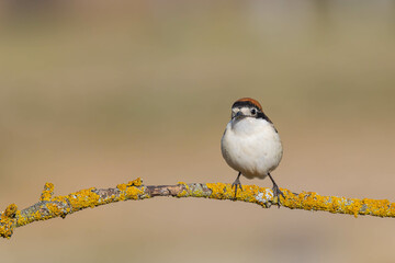 Woodchat Shrike (Lanius senator)