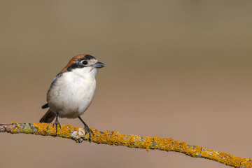 Woodchat Shrike (Lanius senator)