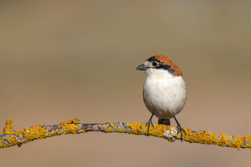 Woodchat Shrike (Lanius senator)